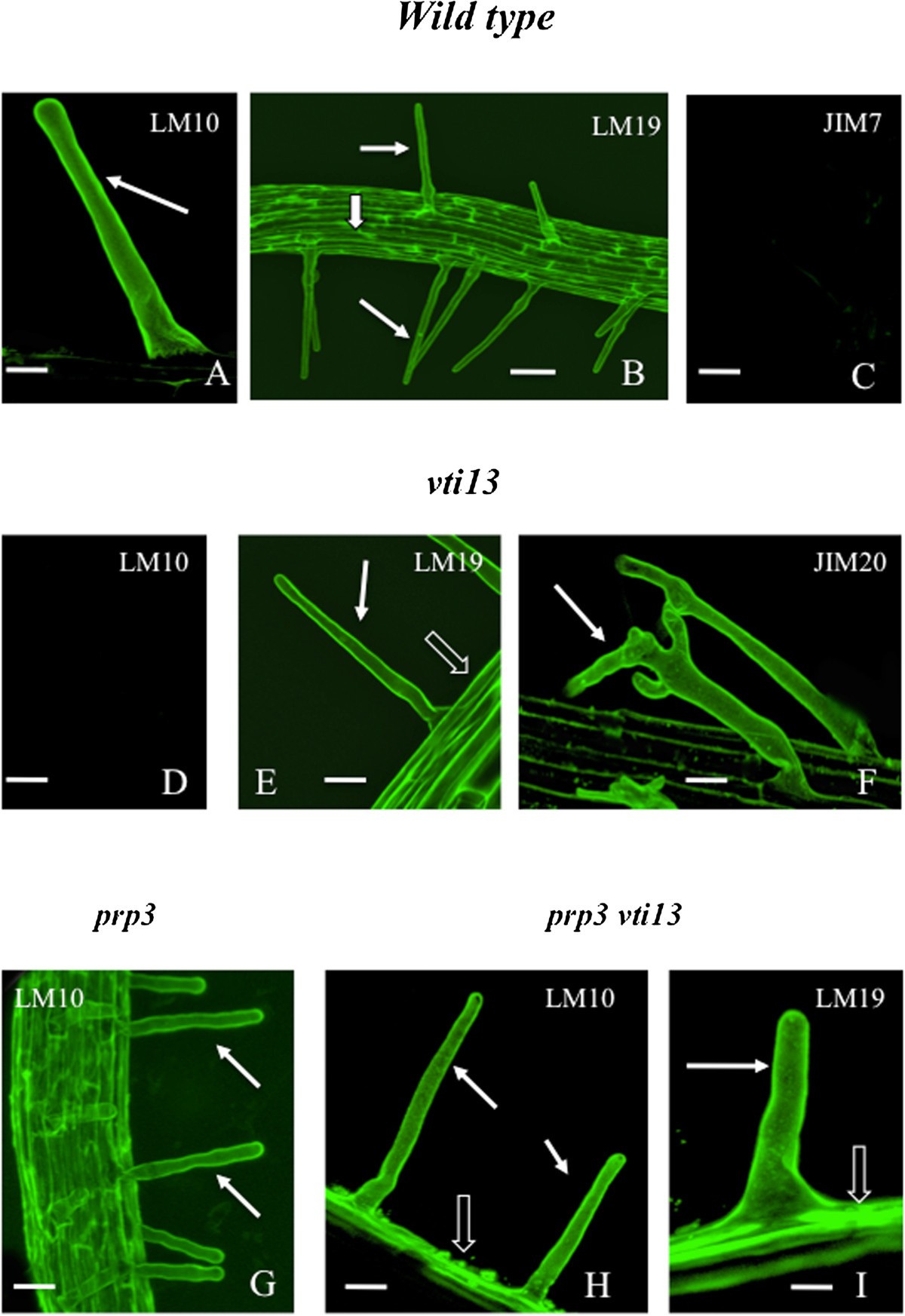 Using monoclonal antibodies to label living root hairs a novel tool