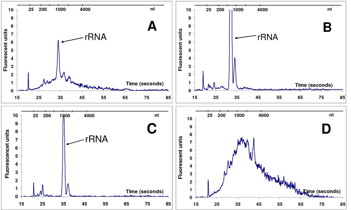 The effect of column purification on cDNA indirect labelling for