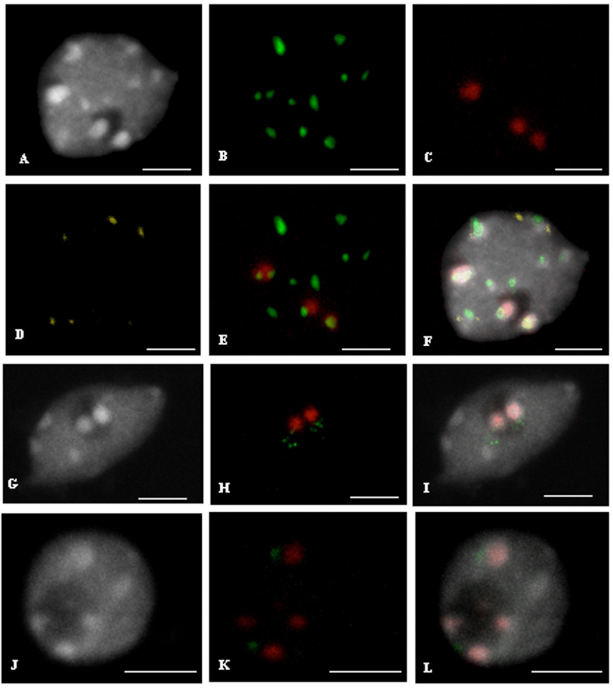 3D fluorescent in situ hybridization using Arabidopsis leaf