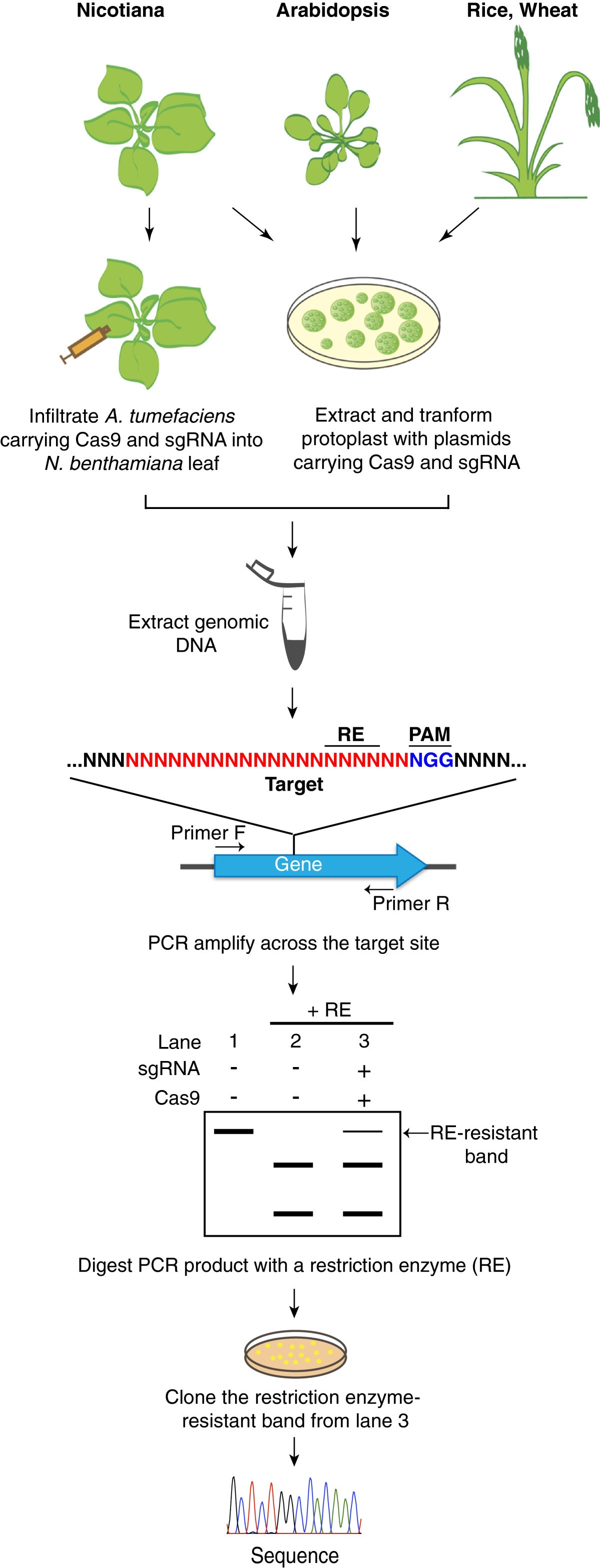 Plant genome editing made easy: targeted mutagenesis in ... pcr diagram easy 