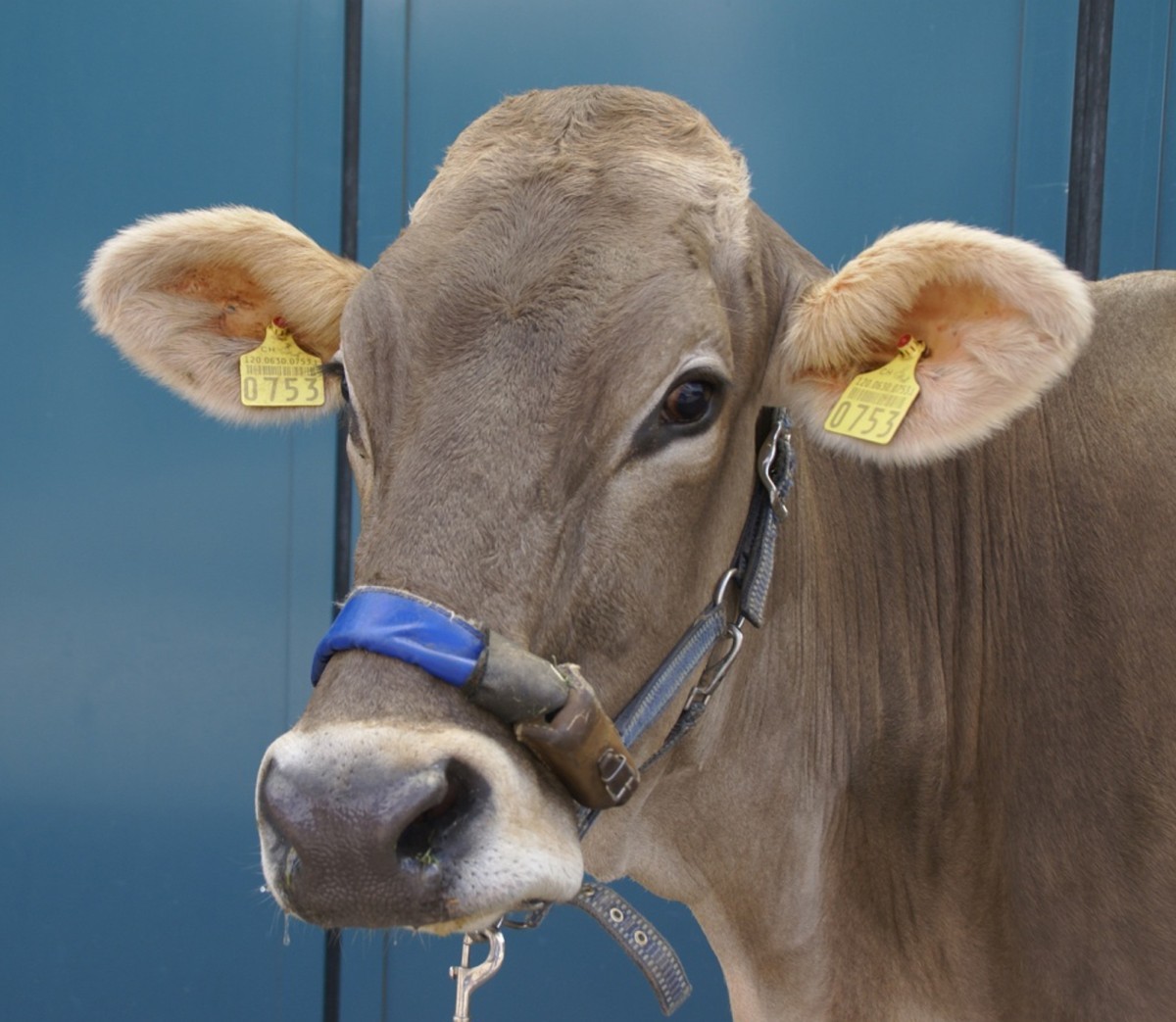 Evaluation of eating and rumination behaviour in cows using a noseband pressure sensor BMC