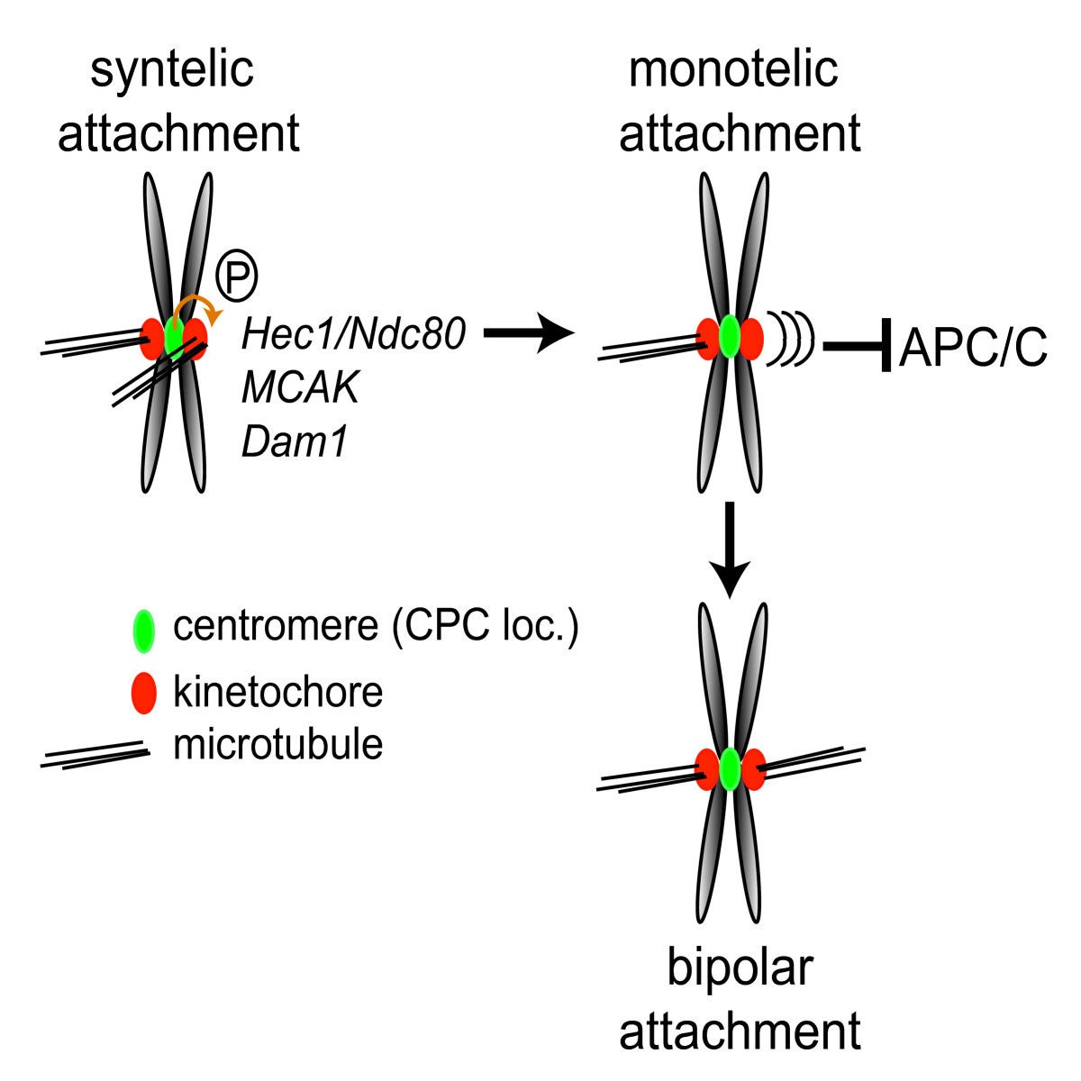 The chromosomal passenger complex and the spindle assembly checkpoint