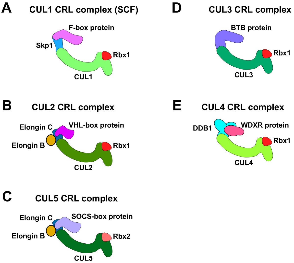CullinRING ubiquitin ligases global regulation and activation cycles