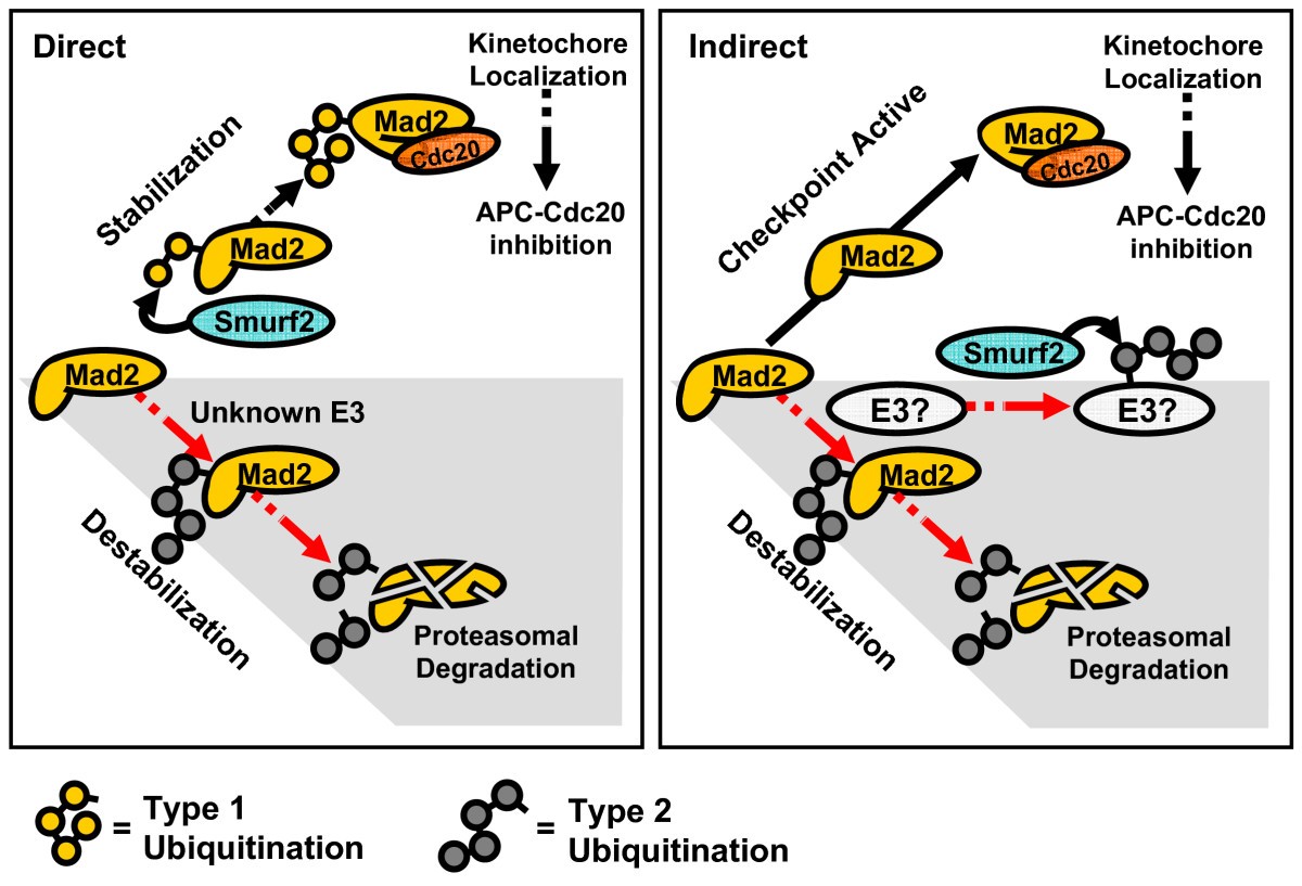 Smurf2 as a novel mitotic regulator: From the spindle assembly ... Biology Diagrams