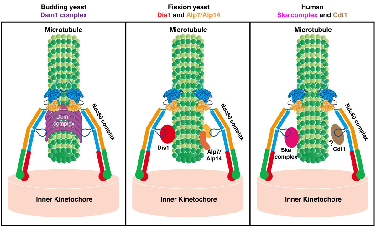 Ndc80 Loop as a protein-protein interaction motif | Cell Division ...