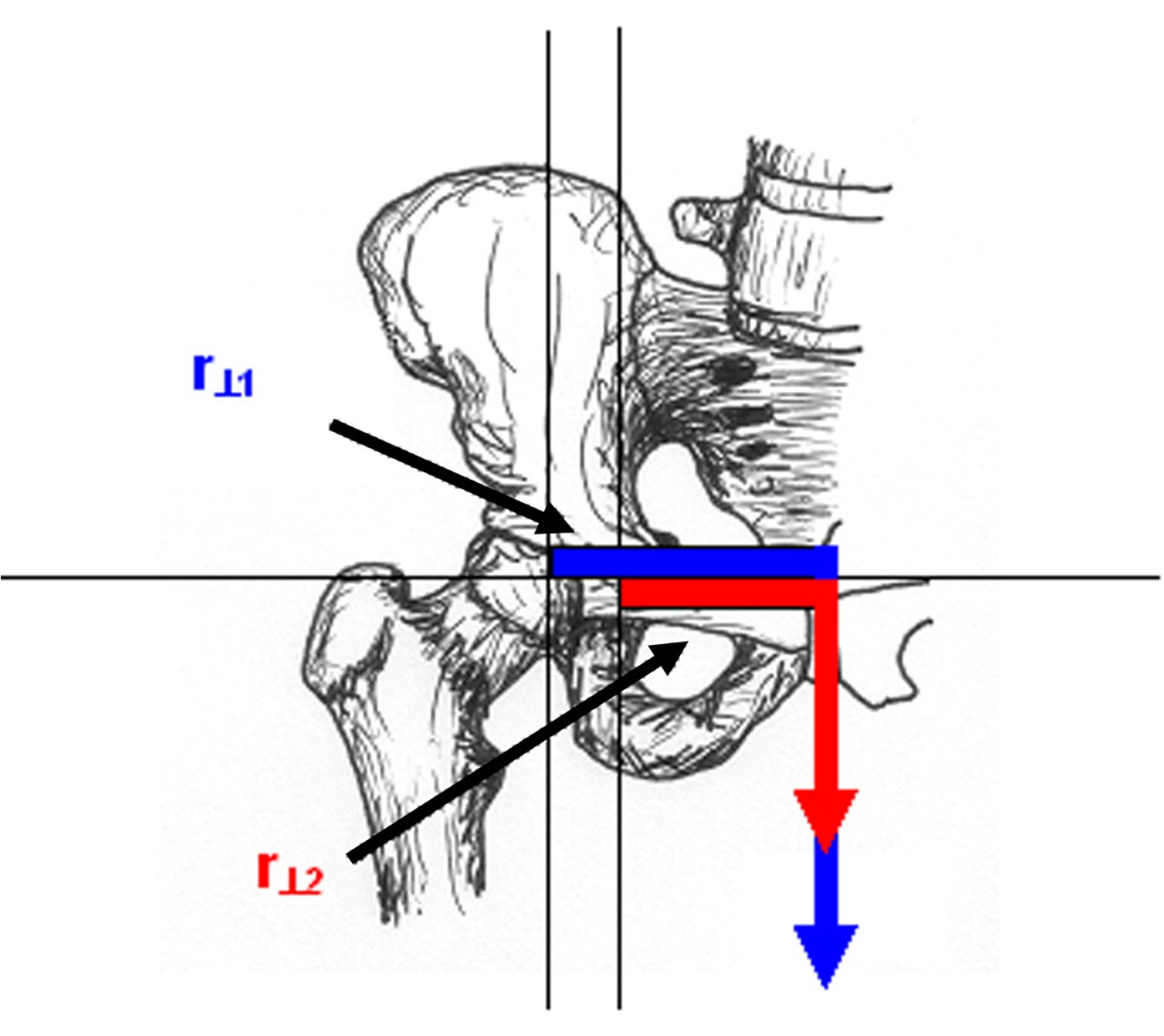 Hip abductor moment arm a mathematical analysis for proximal femoral