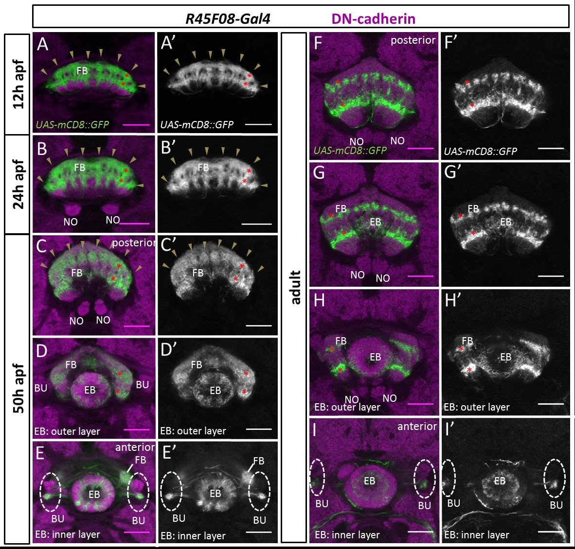 Earlyborn neurons in type II neuroblast lineages establish a larval