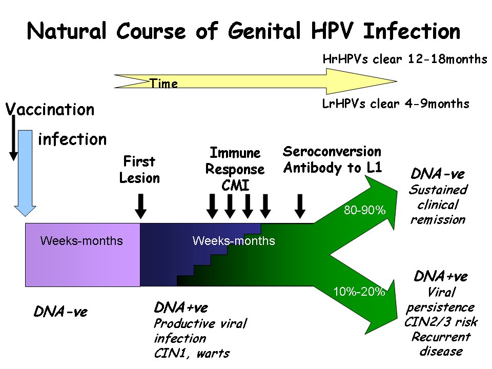 HPV immune response to infection and vaccination Infectious Agents