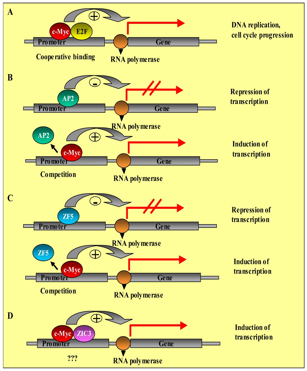Transcription profiling of lung adenocarcinomas of c-myc-transgenic ...