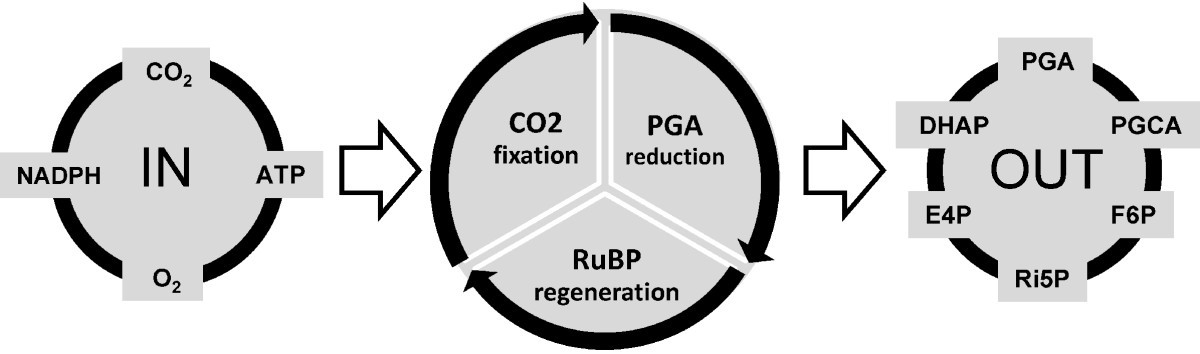 Modeling the CalvinBenson cycle BMC Systems Biology