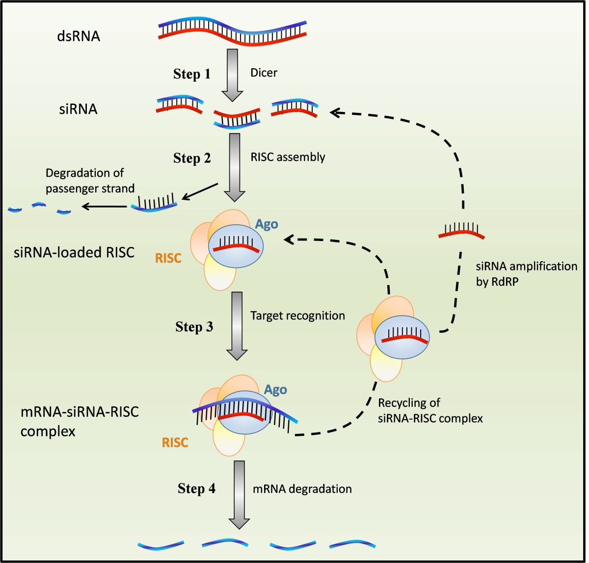 Modeling RNA interference in mammalian cells | BMC Systems ...