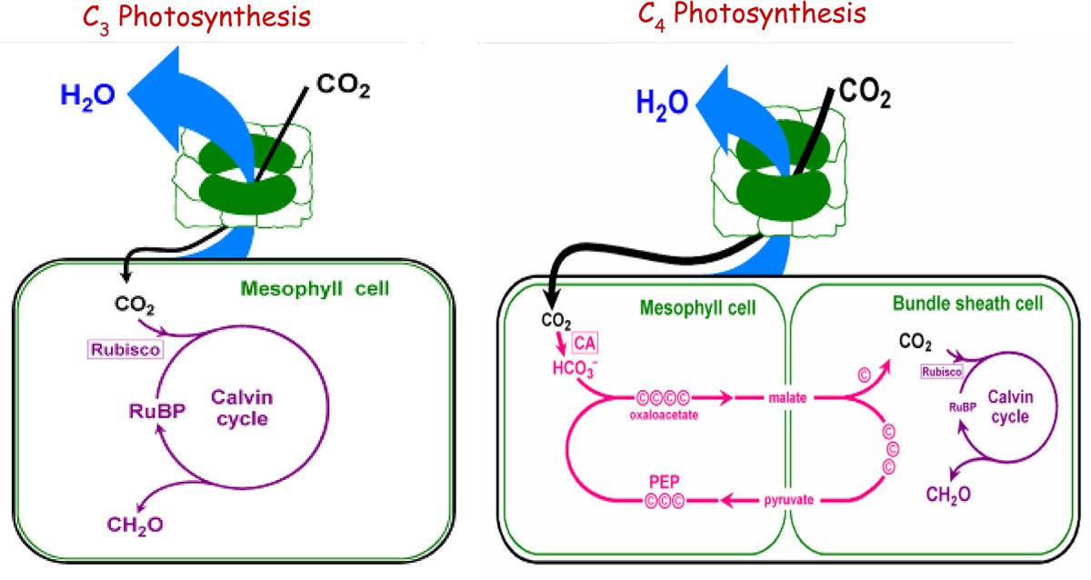 Systematic Comparison of C3 and C4 Plants Based on