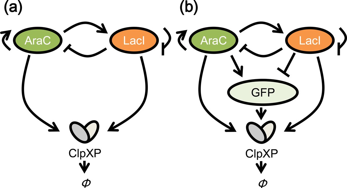 Effects of downstream genes on synthetic genetic circuits | BMC Systems