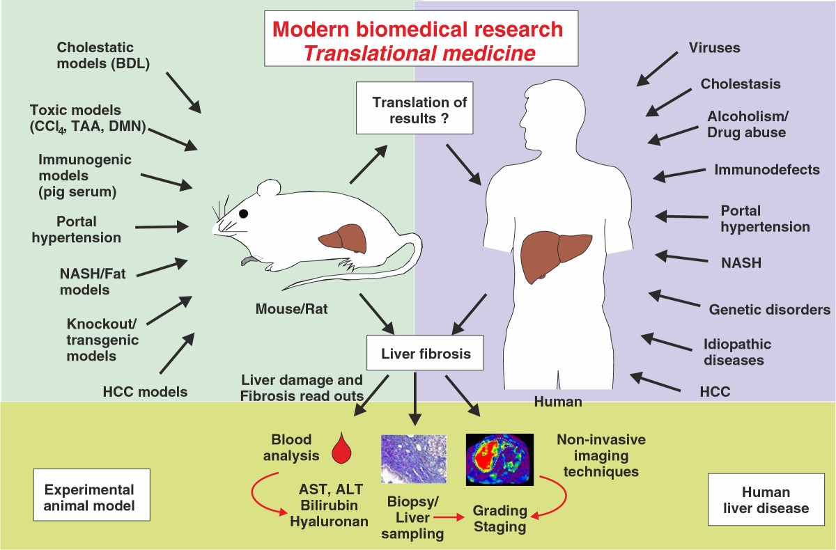 Experimental liver fibrosis research update on animal models, legal