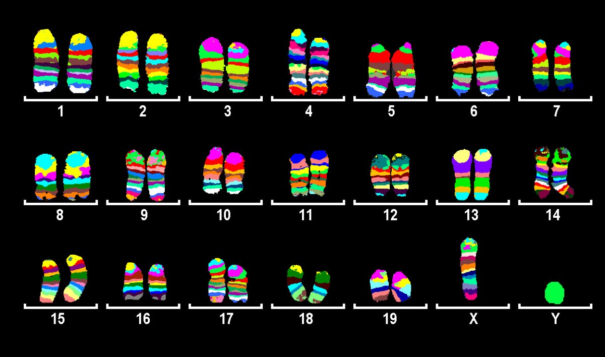 Generation of multicolor banding probes for chromosomes of different