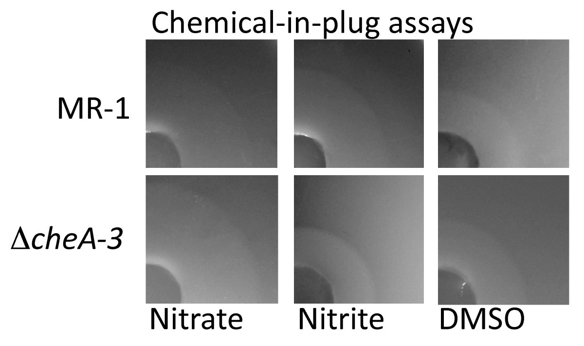 The chemicalinplug bacterial chemotaxis assay is prone to false