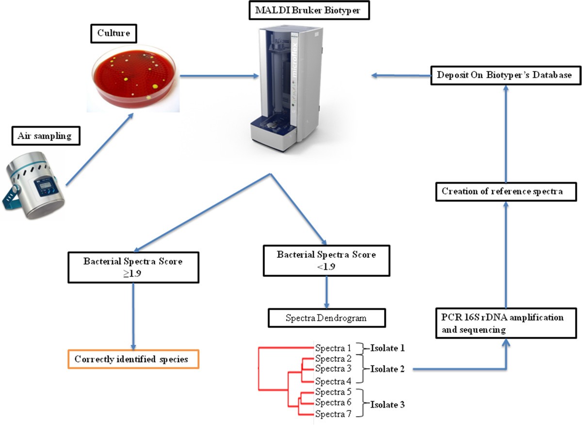 MALDITOF mass spectrometry and identification of new bacteria species