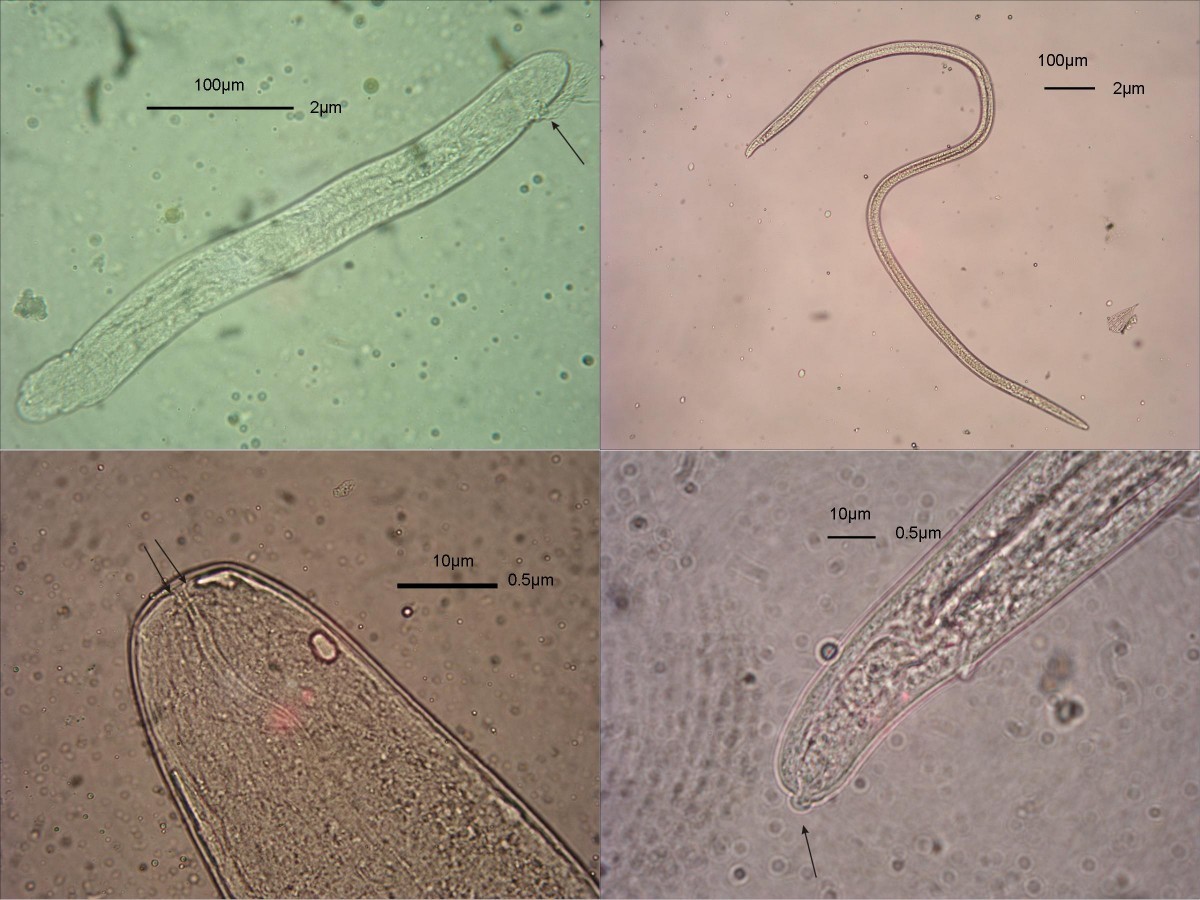 Vectors and transmission dynamics for Setaria tundra (Filarioidea