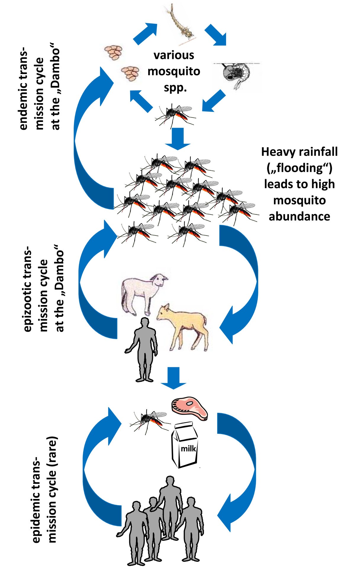 Emergence of zoonotic arboviruses by animal trade and migration