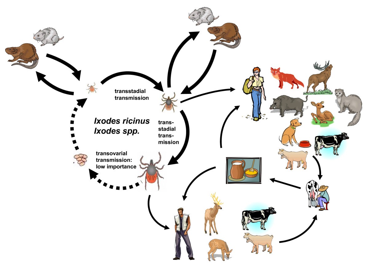 Emergence of zoonotic arboviruses by animal trade and migration