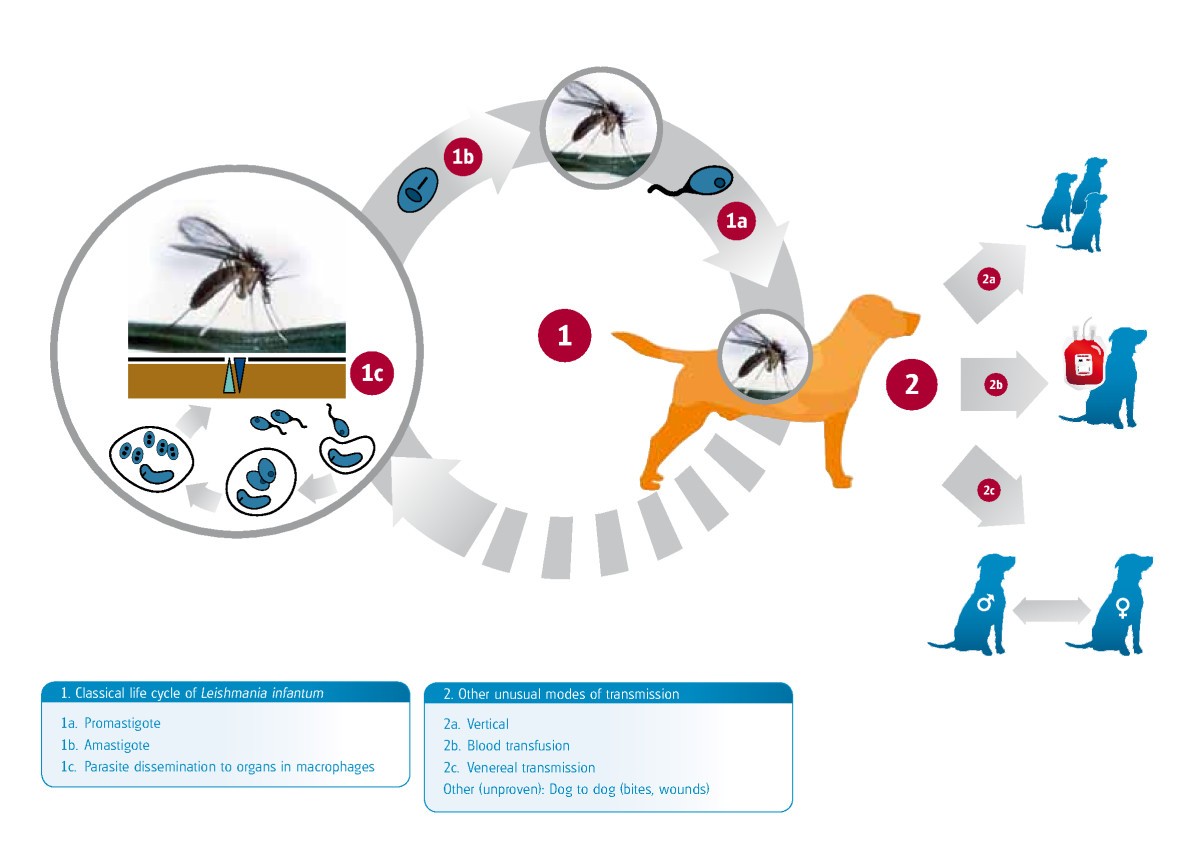 LeishVet guidelines for the practical management of canine