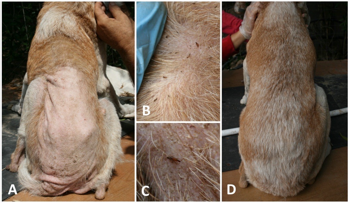 Efficacy of a combination of 10 imidacloprid and 4.5 flumethrin