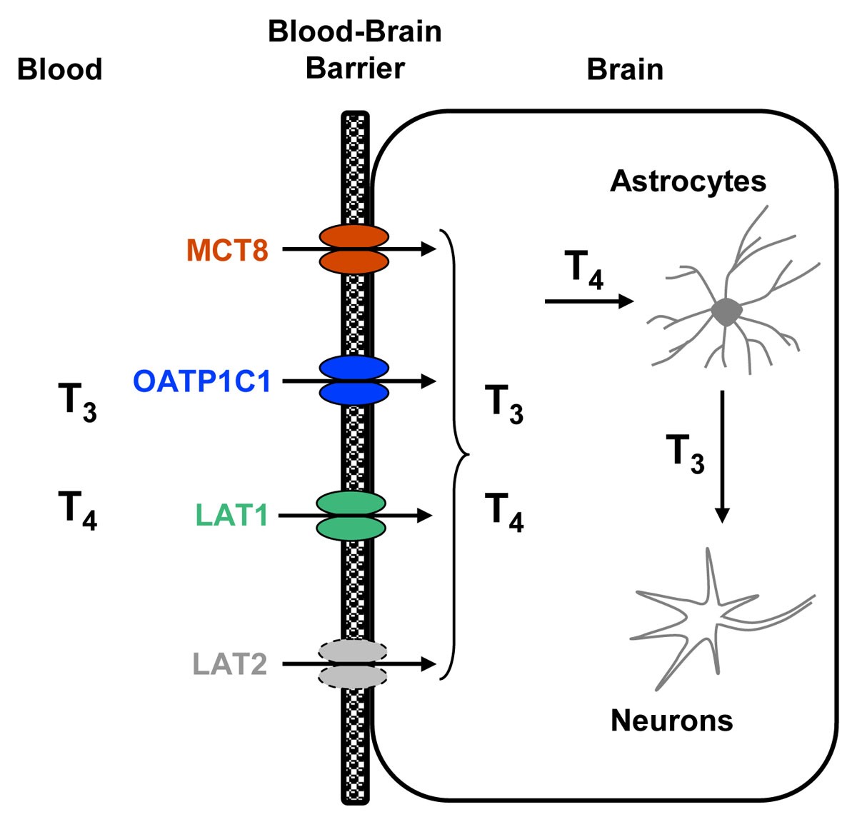 Primary and secondary thyroid hormone transporters Thyroid Research