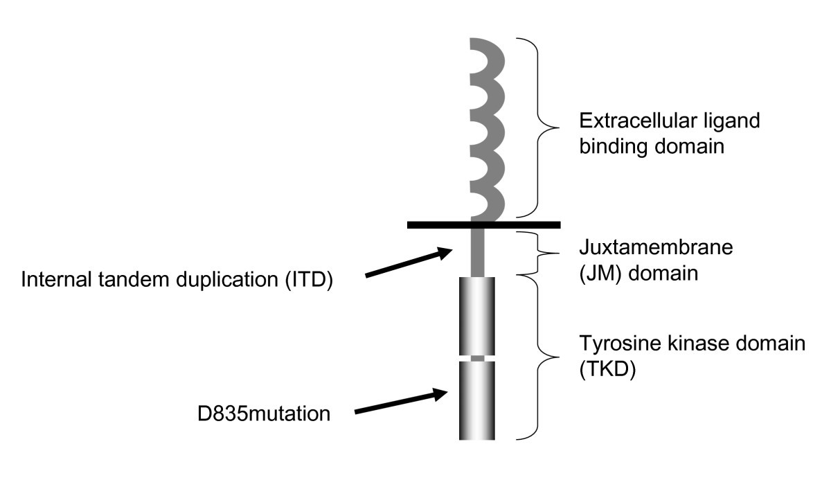 Downstream molecular pathways of FLT3 in the pathogenesis of acute ...