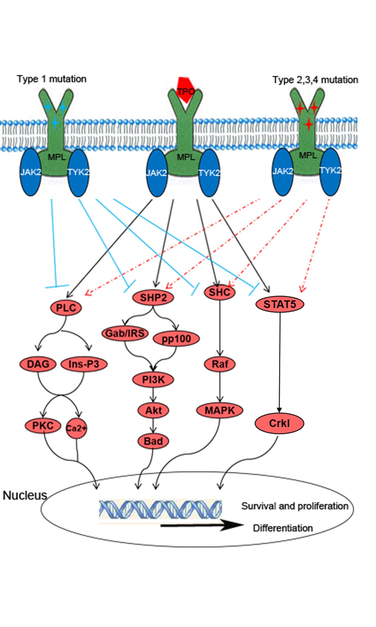 Different mutations of the human cmpl gene indicate