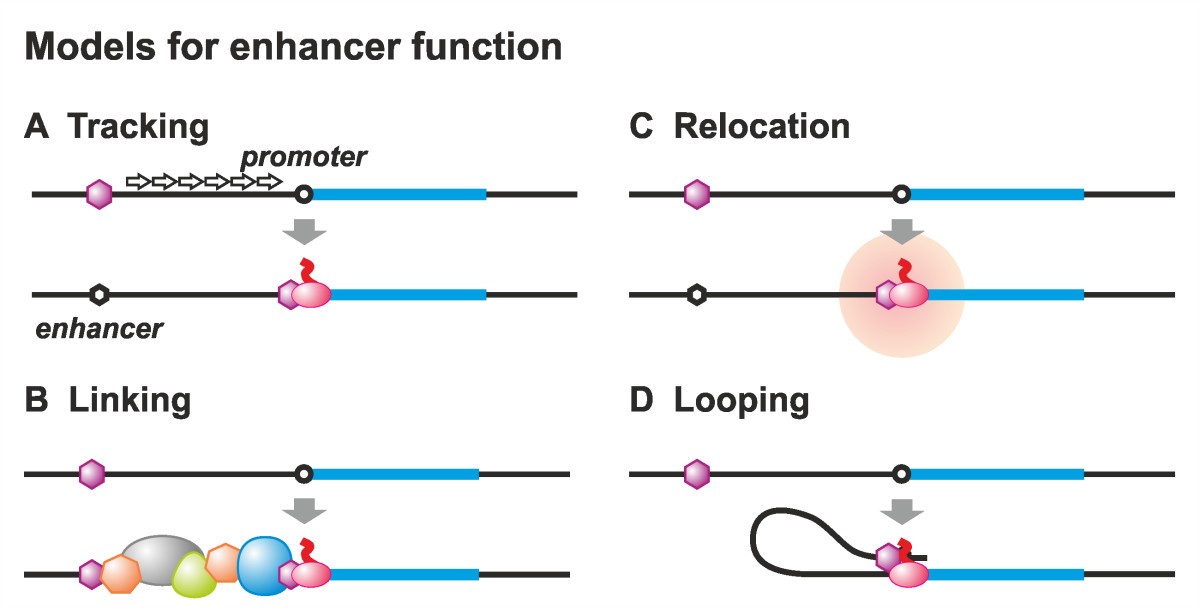 Enhancers and silencers an integrated and simple model for their