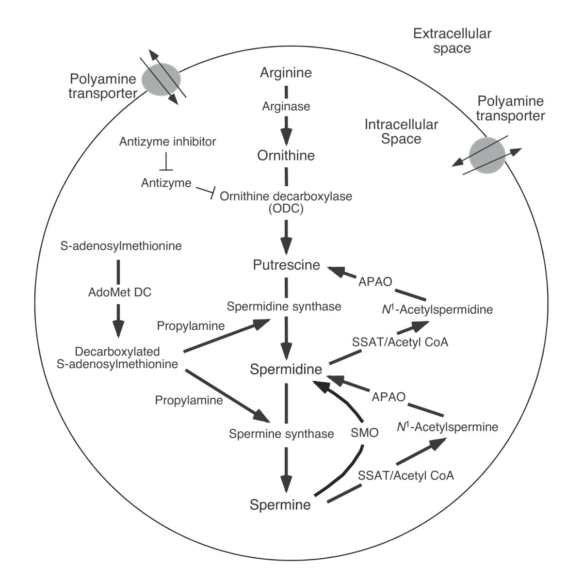 The mechanisms by which polyamines accelerate tumor spread Journal of