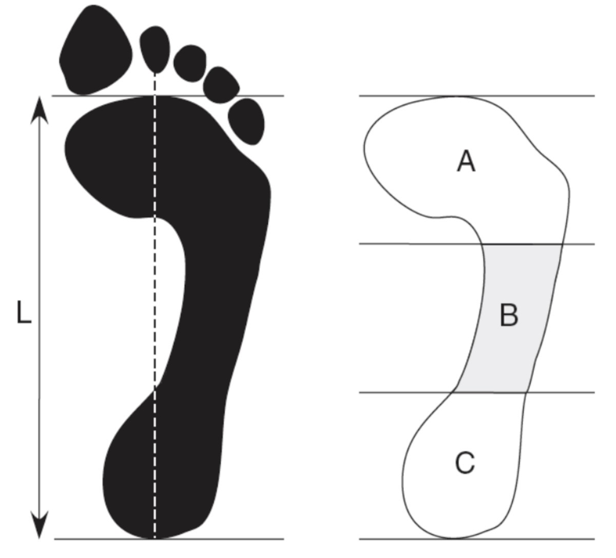 Foot posture influences the electromyographic activity of selected ...