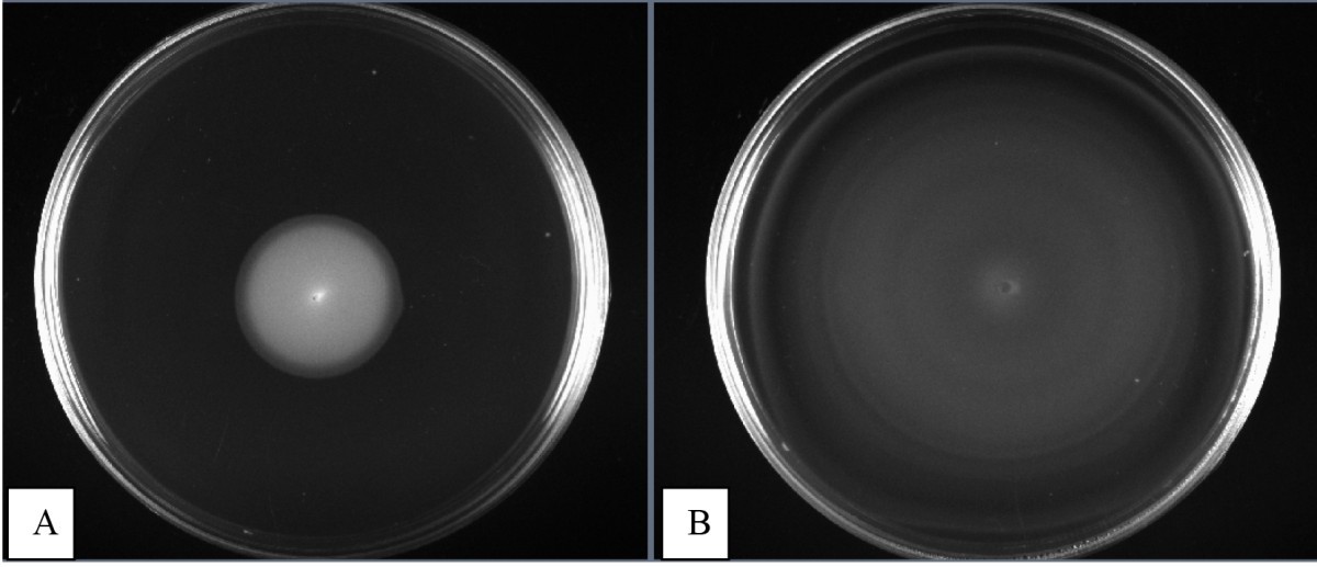 Variations in motility and biofilm formation of Salmonella enterica