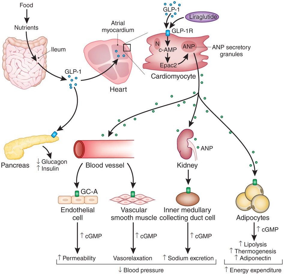 Direct cardiovascular effects of glucagon like peptide1