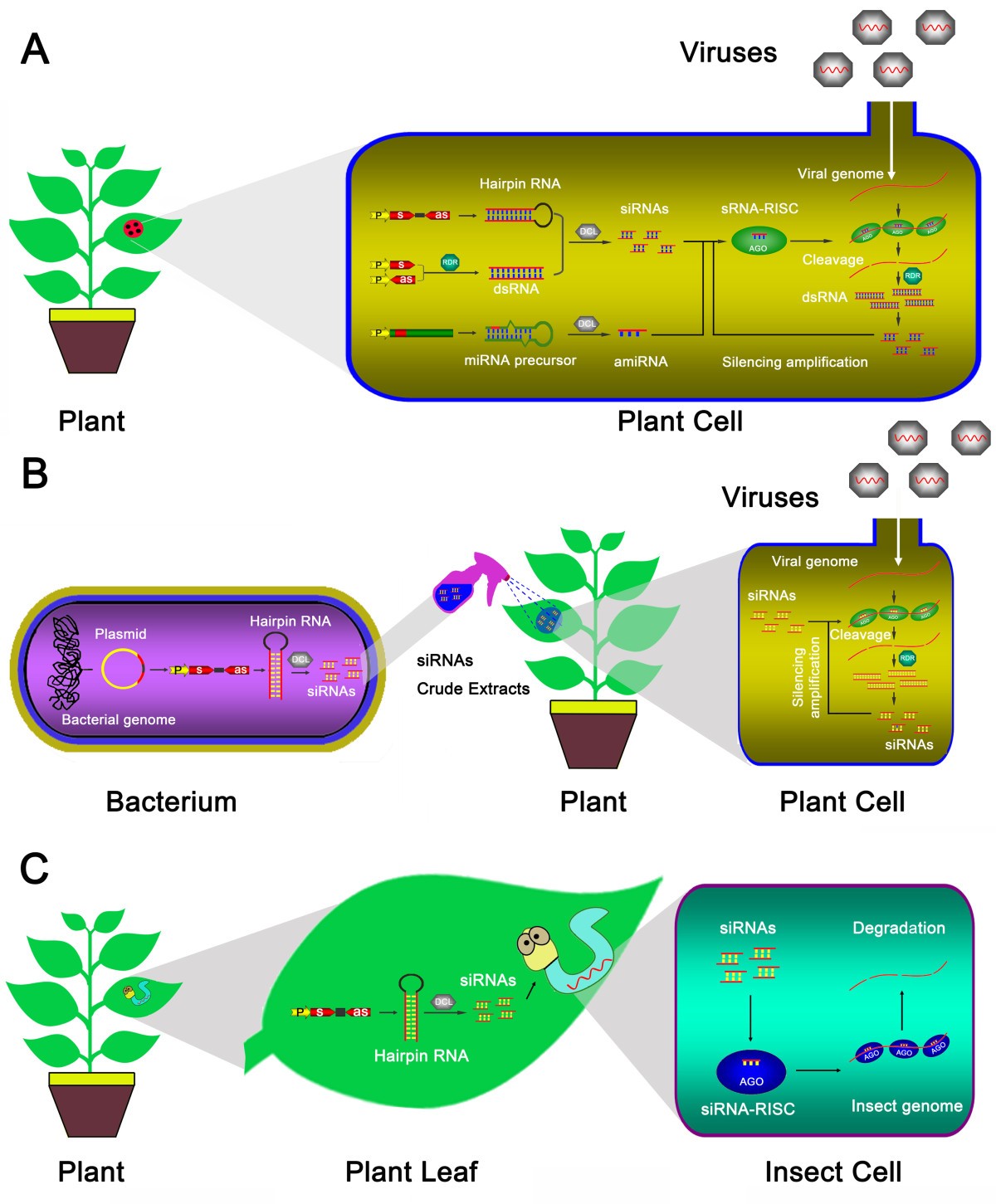 Application of RNA silencing to plant disease resistance