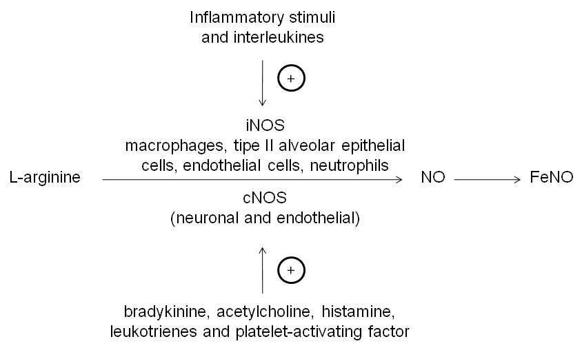 Exhaled nitric oxide measurements in the first 2 years of life