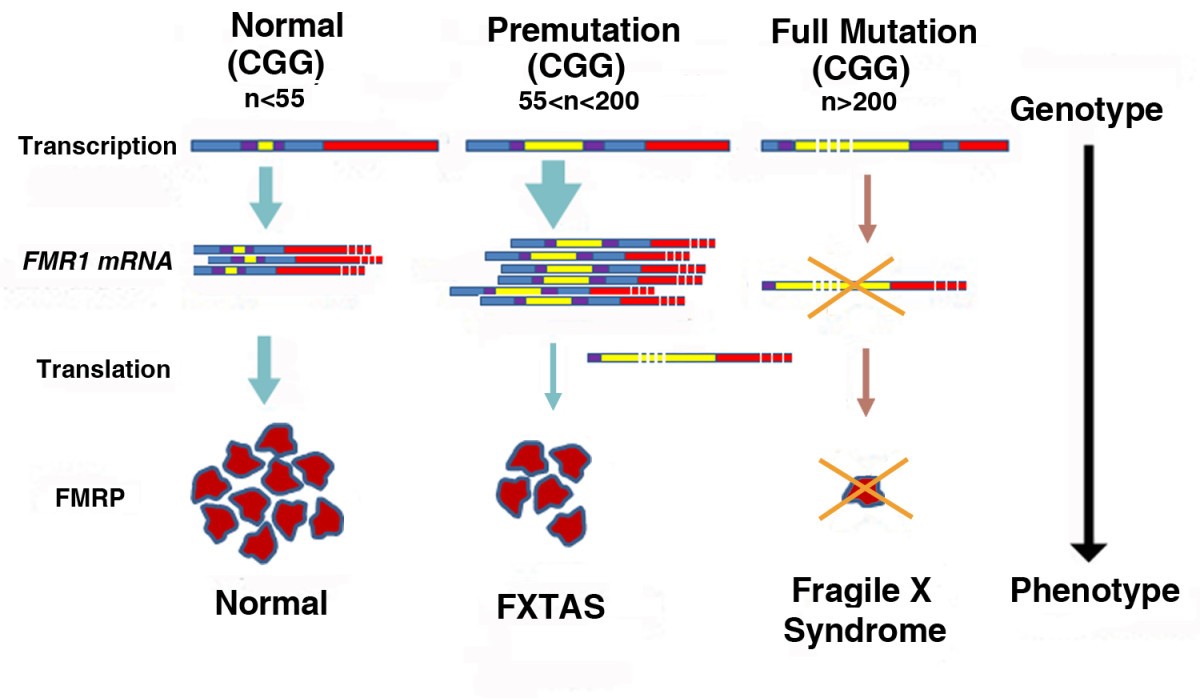 Mouse models of the fragile X premutation and fragile X