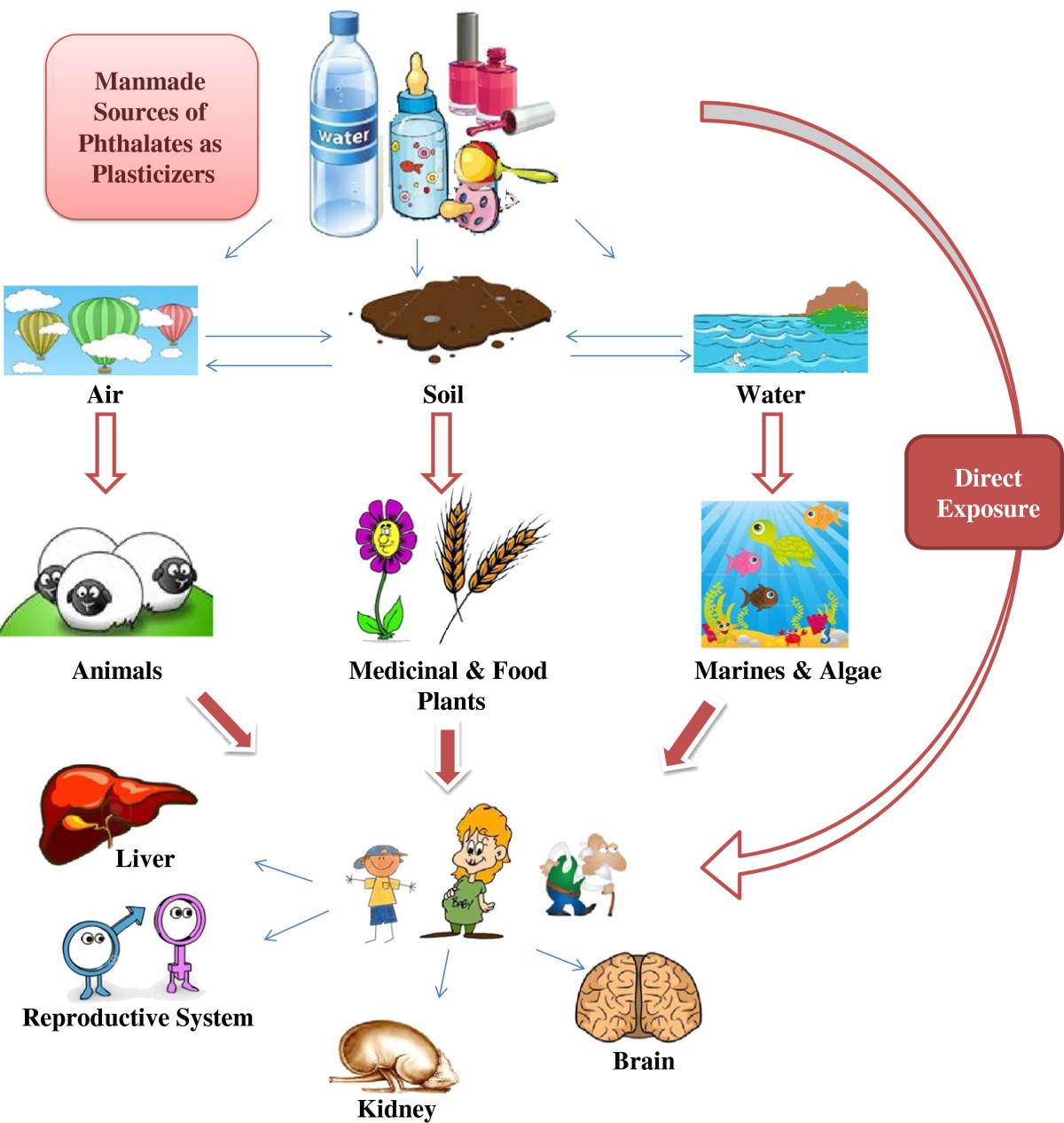 Are medicinal plants polluted with phthalates? | DARU ... ddt effect diagram 