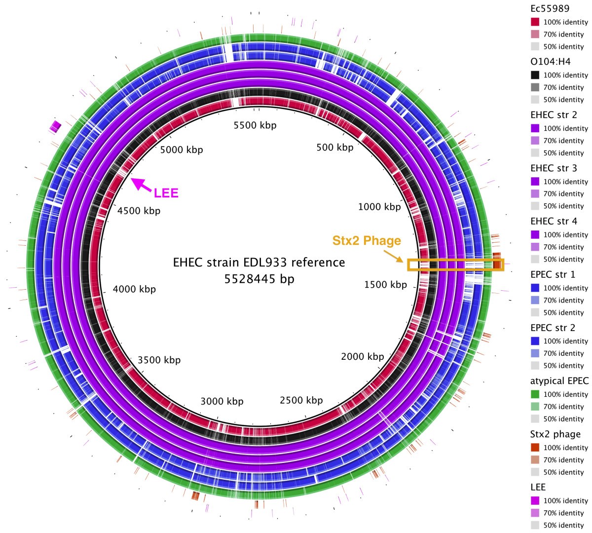 Beginner’s guide to comparative bacterial genome analysis using next