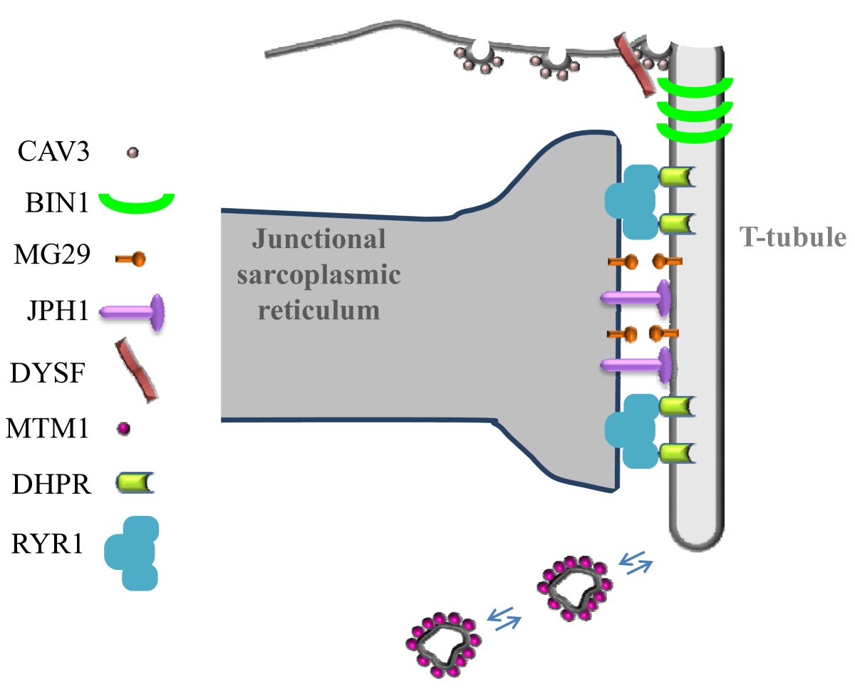 Ttubule biogenesis and triad formation in skeletal muscle and