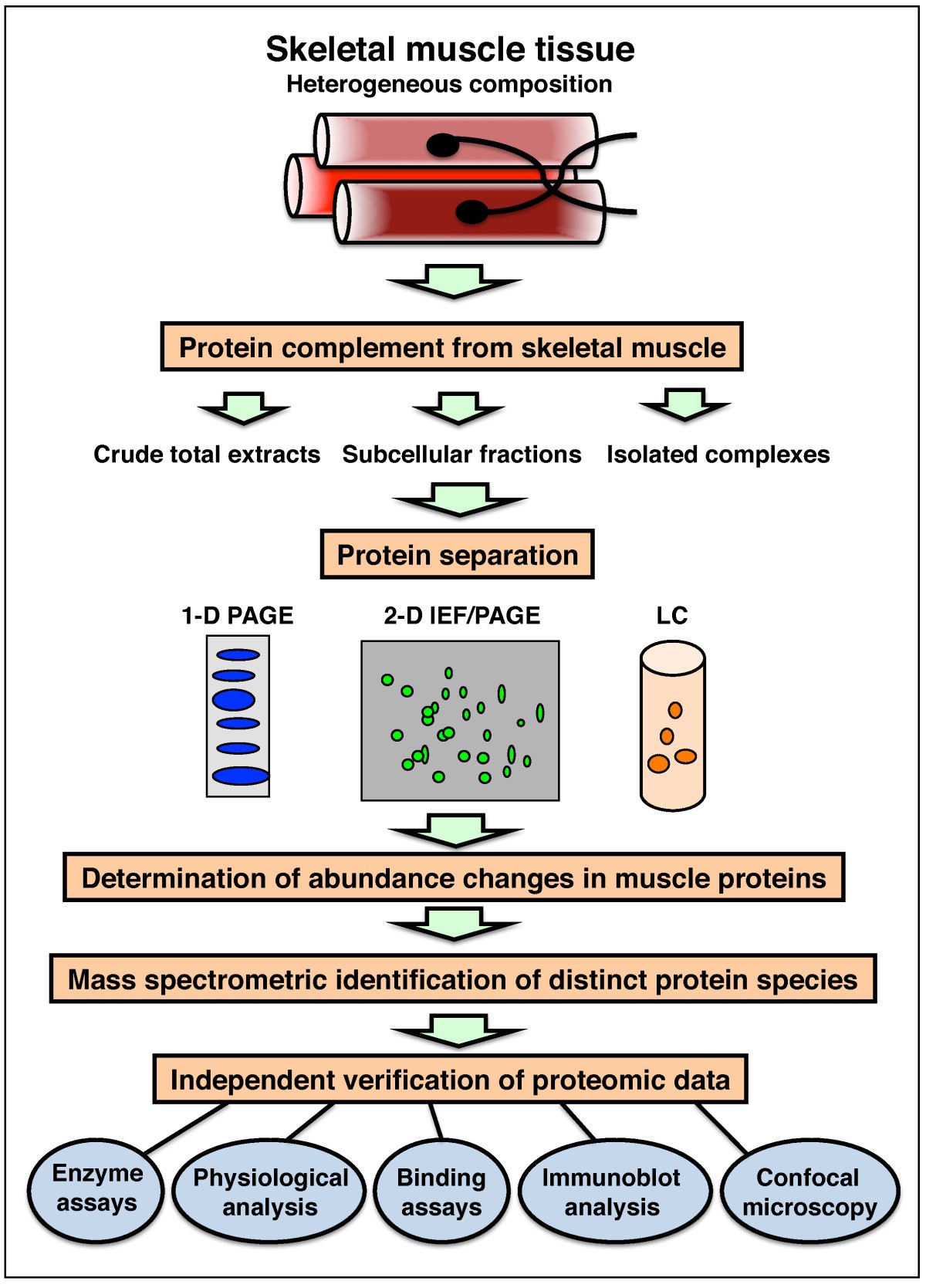 Skeletal muscle proteomics: current approaches, technical challenges