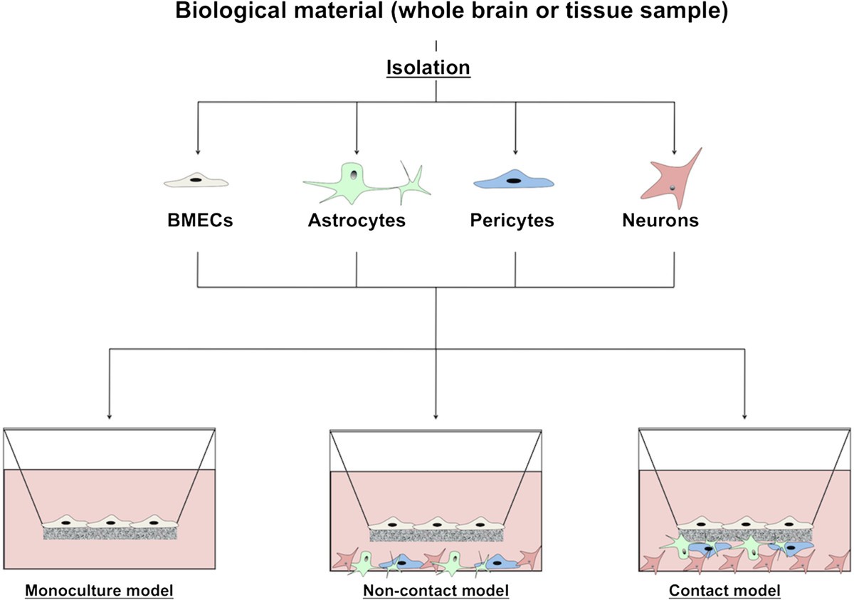 Modeling the bloodbrain barrier using stem cell sources Fluids and