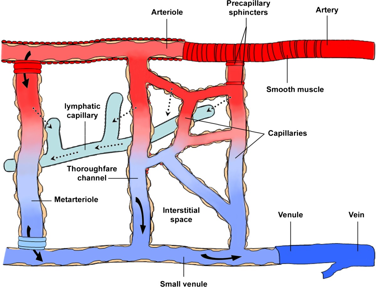 Ageing and microvasculature | Vascular Cell | Full Text