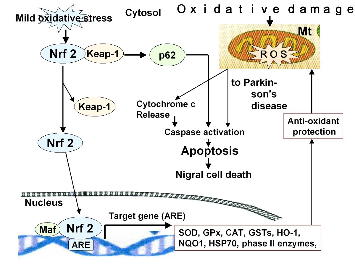 Mechanisms of Action Involved in Ozone Therapy Is healing induced via