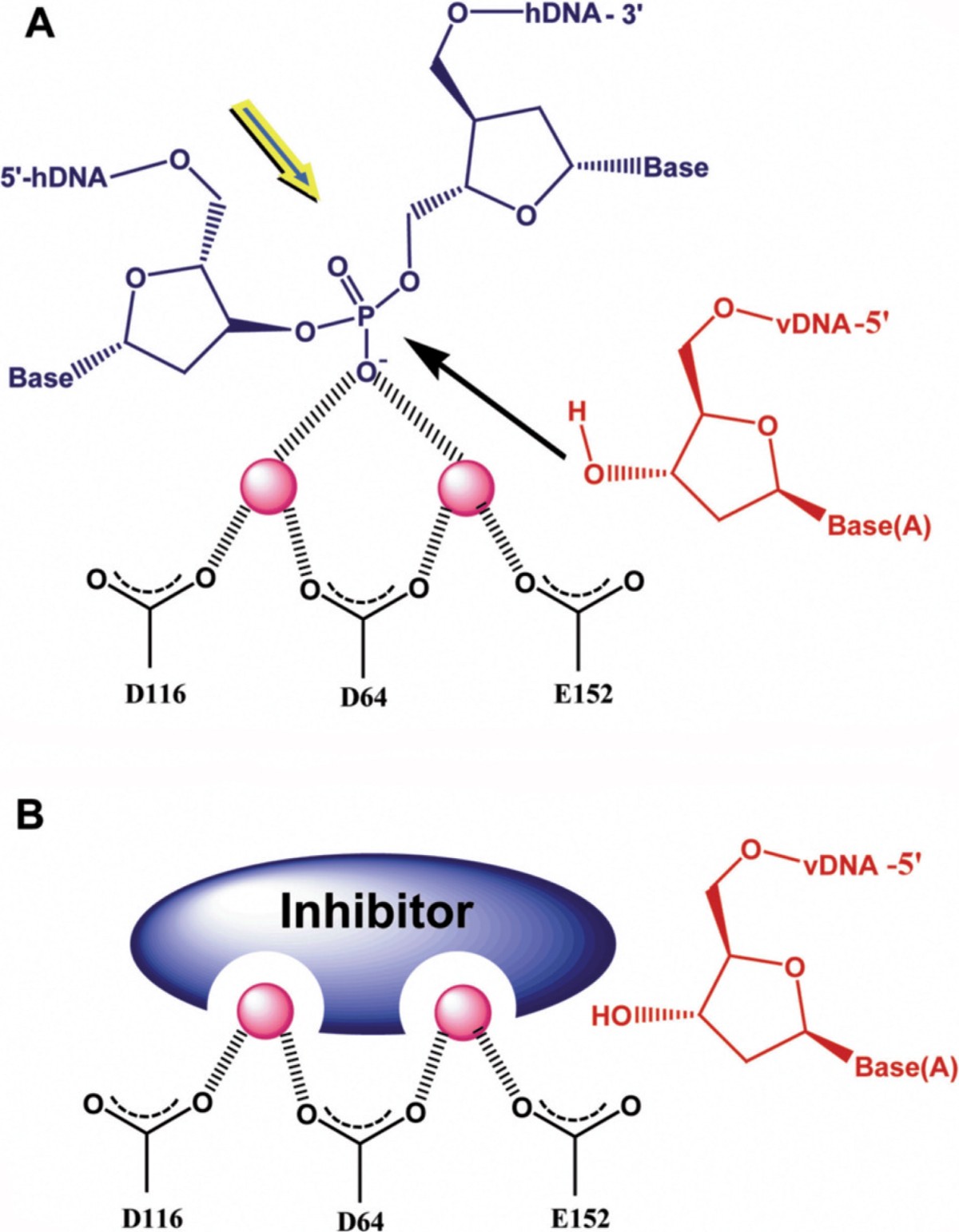 Raltegravir molecular basis of its mechanism of action