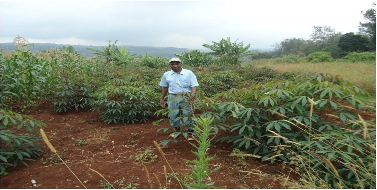 Factors affecting sustainability of community food security projects in
