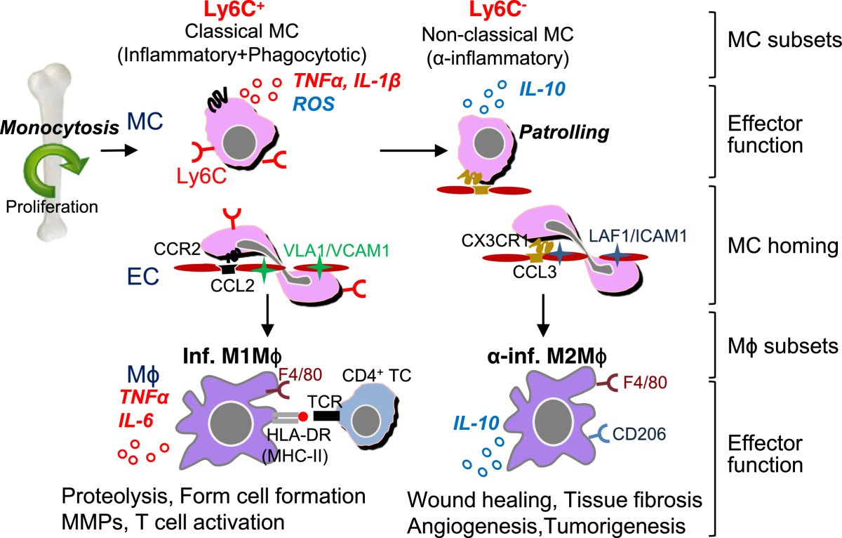 Monocyte And Macrophage Differentiation: Circulation Inflammatory ...