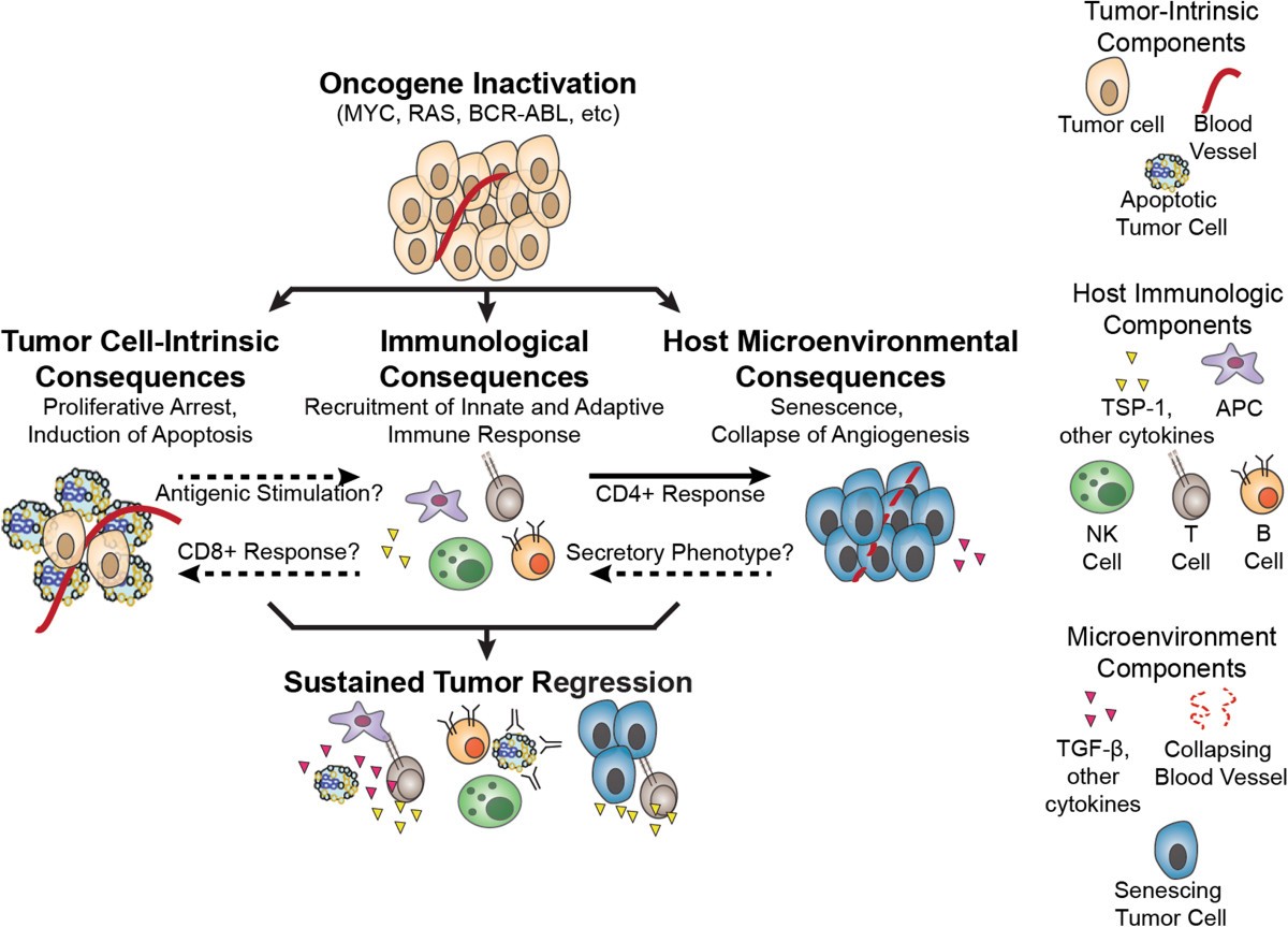 Oncogene withdrawal engages the immune system to induce sustained