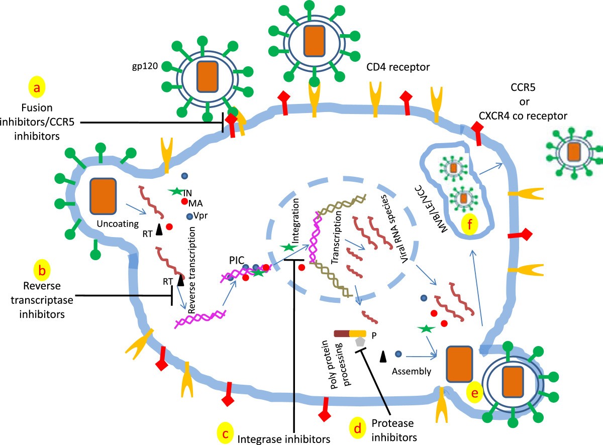 The macrophage: a therapeutic target in HIV-1 infection | Molecular and ...