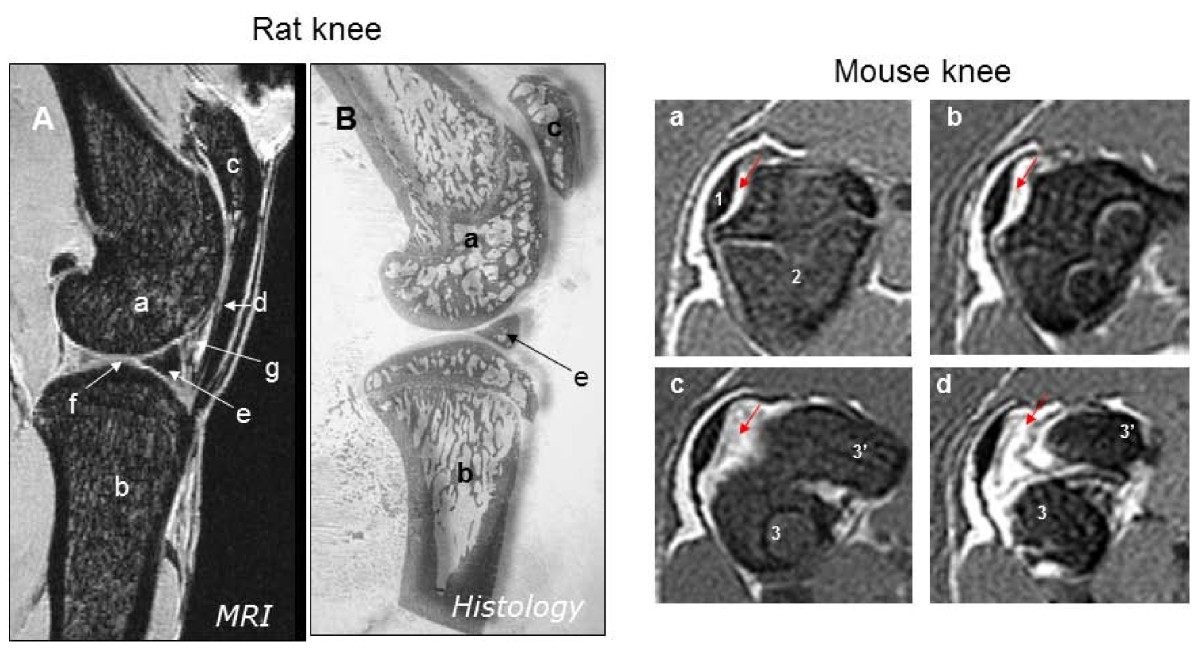 Imaging technologies for preclinical models of bone and joint disorders